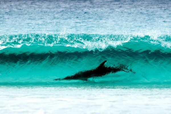 Delfino in un onda impetuosa