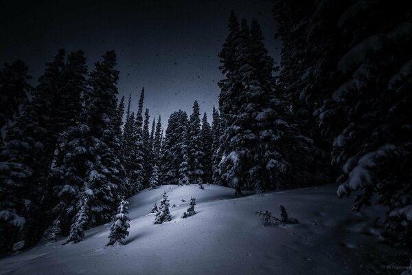 Night forest covered with snow