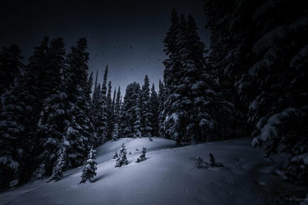 Forêt de nuit couverte de neige
