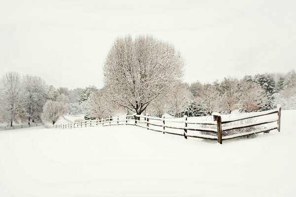 Schneebedeckte Landschaft, Holzzaun und Wald