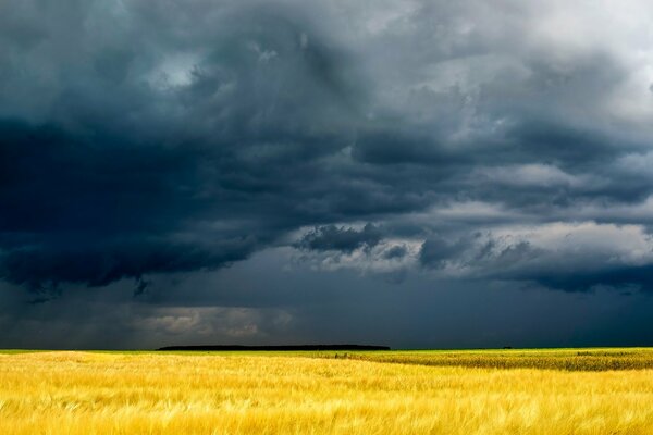 Thunderclouds in a yellow field