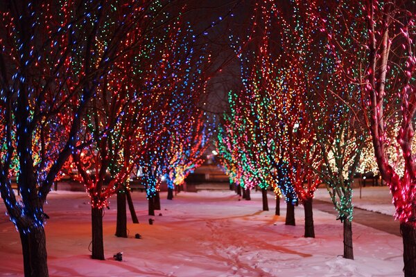 Luces de la ciudad nocturna. Guirnalda festiva en el árbol