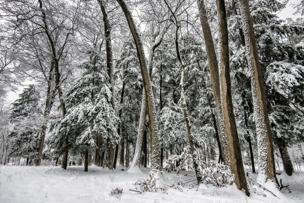 Forêt avec des arbres de Noël en hiver