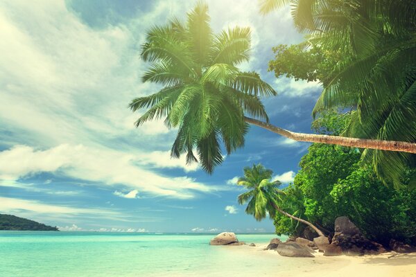 Isola tropicale con spiaggia sabbiosa e grandi palme