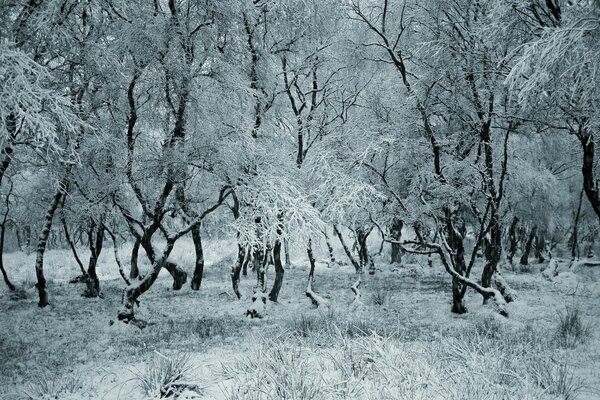 Bäume im Schnee. Winter im Wald