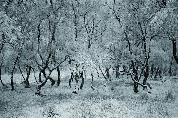 Trees in the snow. Winter in the forest