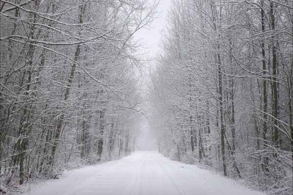 Gelo e neve sugli alberi nella foresta