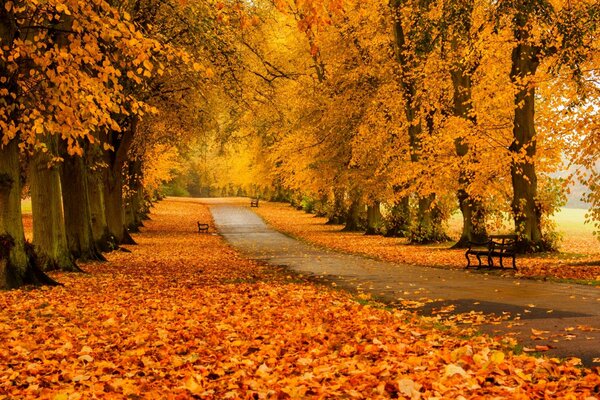 Sendero a través del bosque tranquilo de otoño