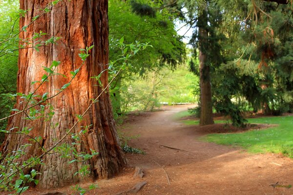 Ein freundlicher Weg im Kiefernwald