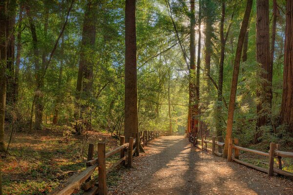 Día soleado en el bosque de verano