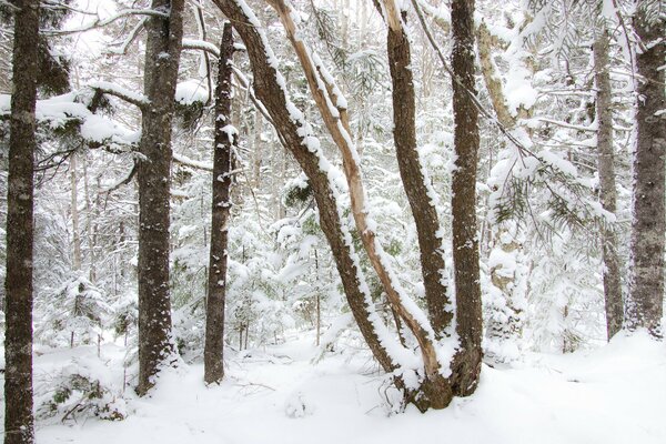 Arbres dans la forêt enneigée en hiver