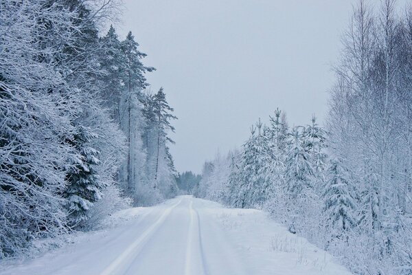 La strada tra gli abeti innevati