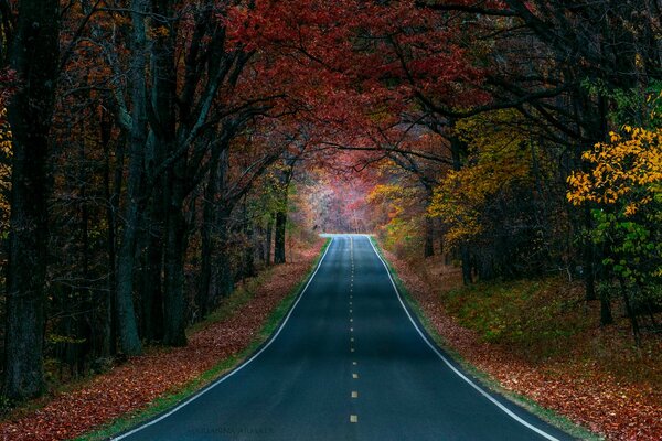 El camino se precipita en la distancia a través del bosque de otoño sendero del bosque en robledal