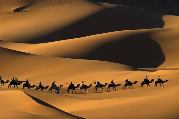 Sahara, traversée de chameaux