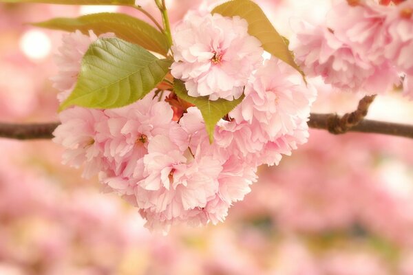 Fleurs de cerisier rose tendre