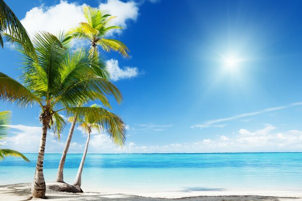 Nature with a paradise beach and palm trees