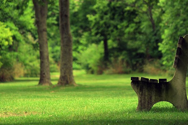 A bench among green trees in the park