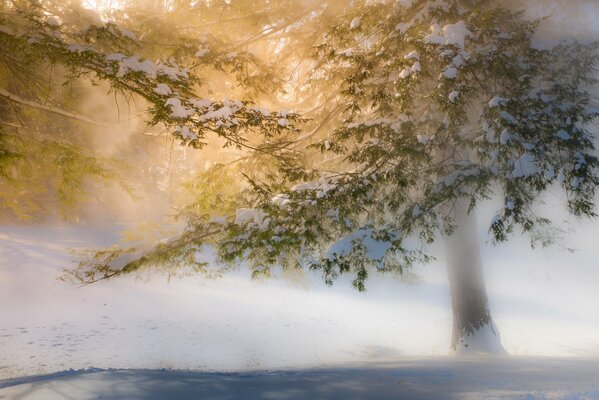 Sunlight breaks through the fog in winter