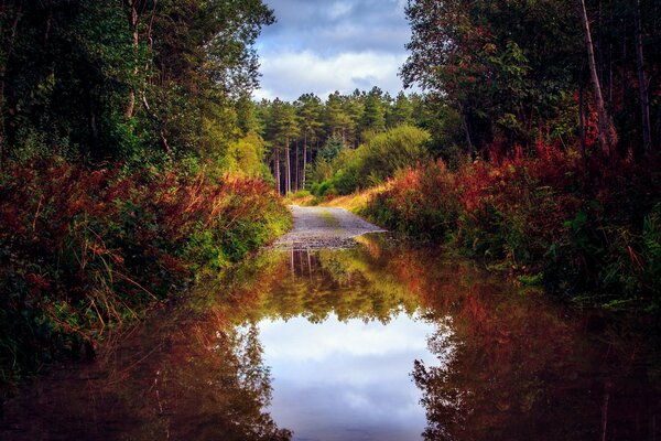 Colores inusuales de otoño en el reflejo del agua en el fondo de un camino de bosques densos y un cielo blanco y azul