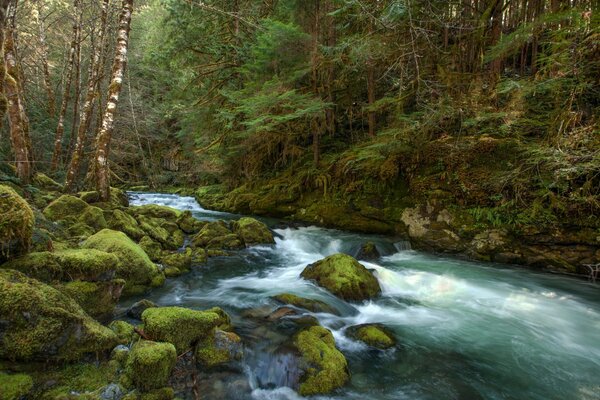 Painting forest river in the mountains