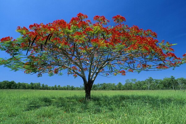 Baum mit leuchtend roten Blüten im Feld