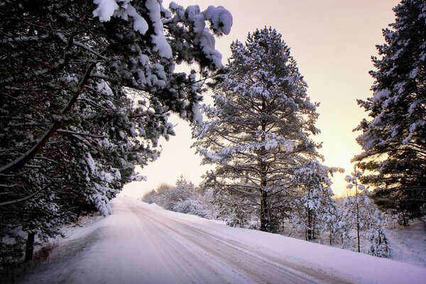 Snow-covered road surrounded by trees