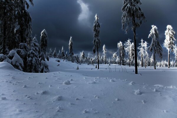 Foresta invernale cupa con cumuli di neve