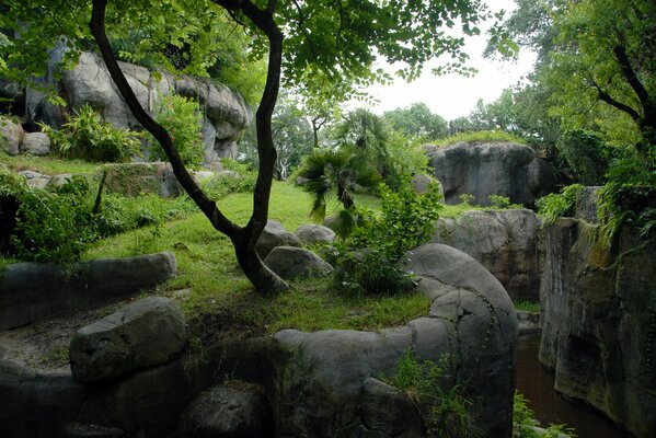 Steine und Grün im Wald mit Felsen