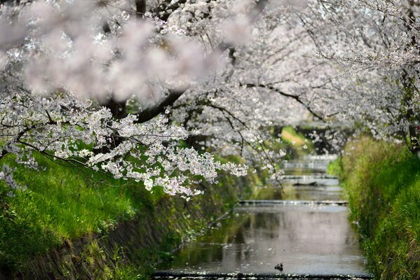 Frühlingsblüte der Bäume über dem Kanal