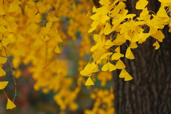 Automne doré en septembre