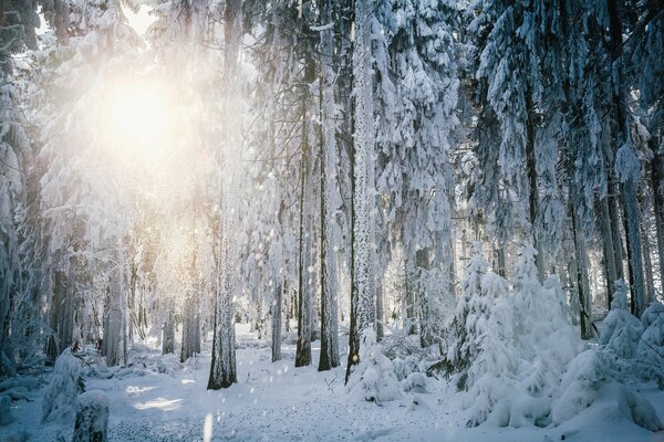 Deutscher verschneiter Wald seit dem Morgen