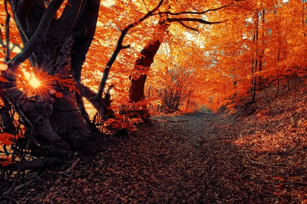 Die Schönheit des Herbstes in den Tiefen des Waldes