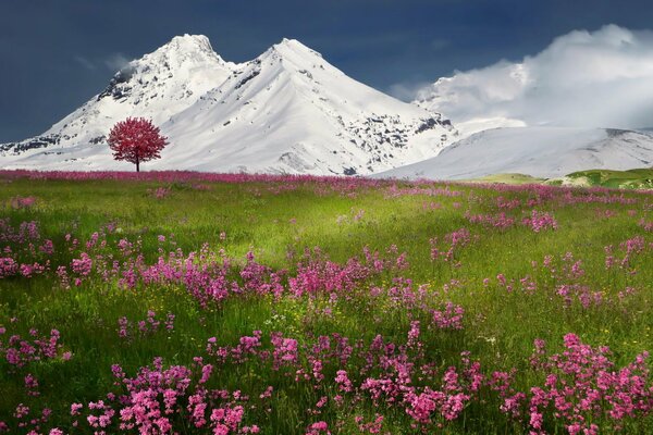 Pink flower cover turning into snowy mountains