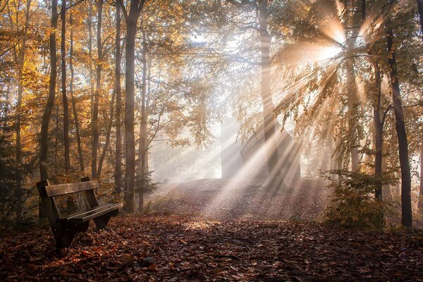 Radura della foresta alla luce del sole