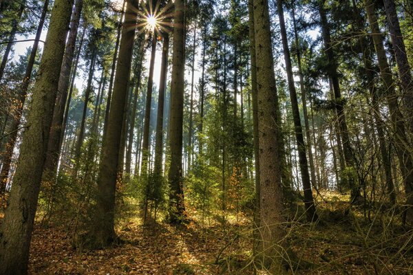 Sunny morning in a pine forest