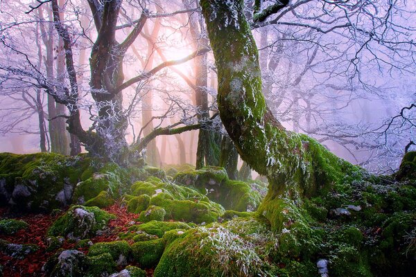 Sunlight through the trees