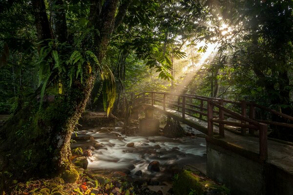 Pont sur la rivière de montagne dans la forêt