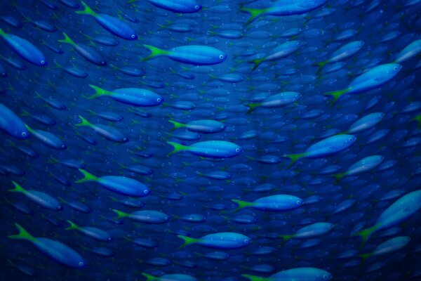 Множество рыб в синем океане