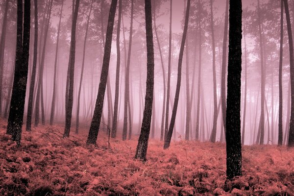 La niebla rosa barrió los árboles