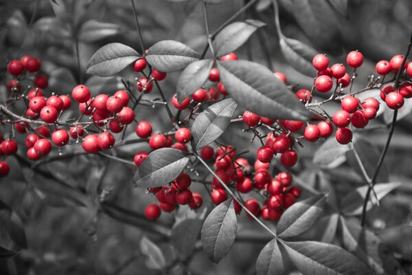 A branch of red berries with leaves