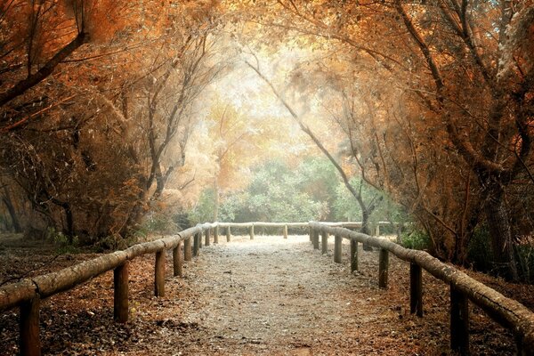 Sendero en el parque en otoño poru