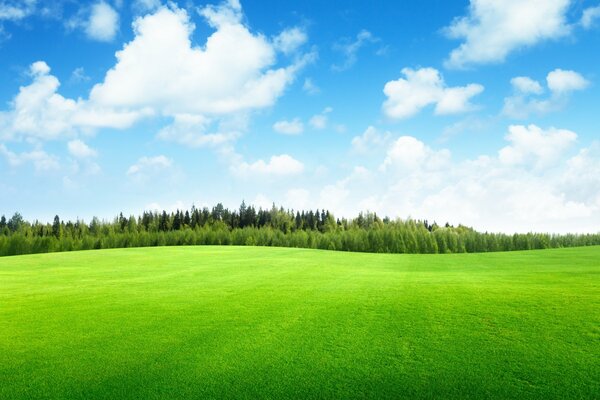 Ciel bleu sur un champ d herbe émeraude