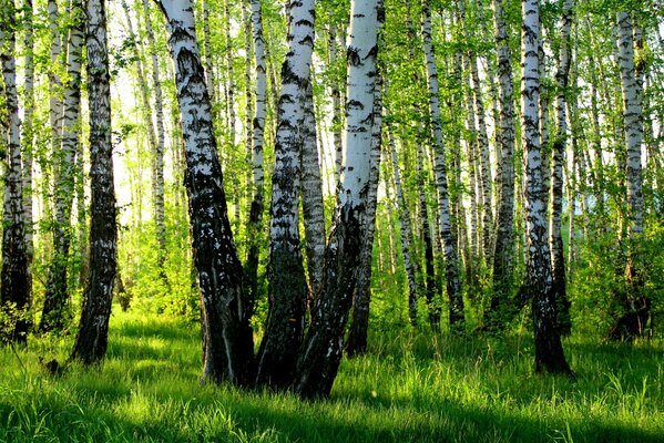 Bosquet de bouleaux en Russie