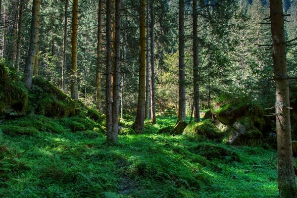 Mousse verte parmi les arbres