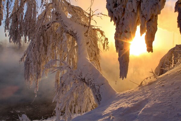 Морозное зимнее утро в лесу