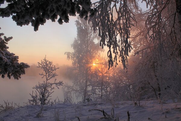 Landschaft die Wintersonne, die sich durch den Frost an den Bäumen bahnt