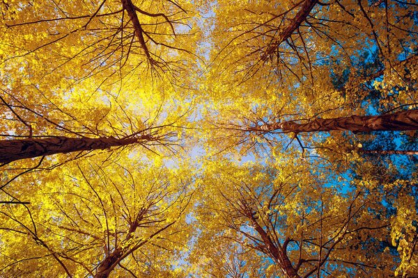 Przyroda, jesienny las, fotografowanie drzew, widok z dołu