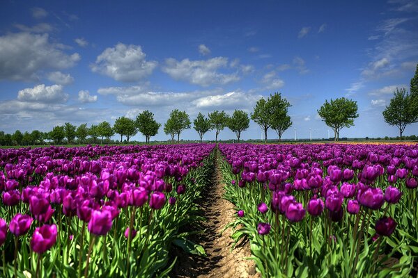 Piękne morze fioletowych tulipanów