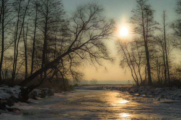 Arbres et glace sur la rivière en hiver