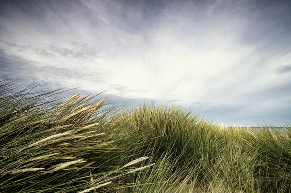 Grass against the sky